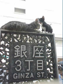 銀座3丁目で再会している風の成猫と子猫 は親子なのか他人なのか？