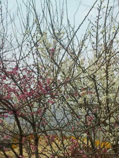 紅梅と白梅が春の訪れ近しを悟って仲よく交歓しているのでありま す(^O^)   