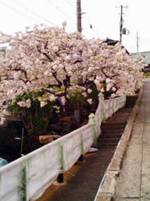 八重桜がまだ花盛りです。
